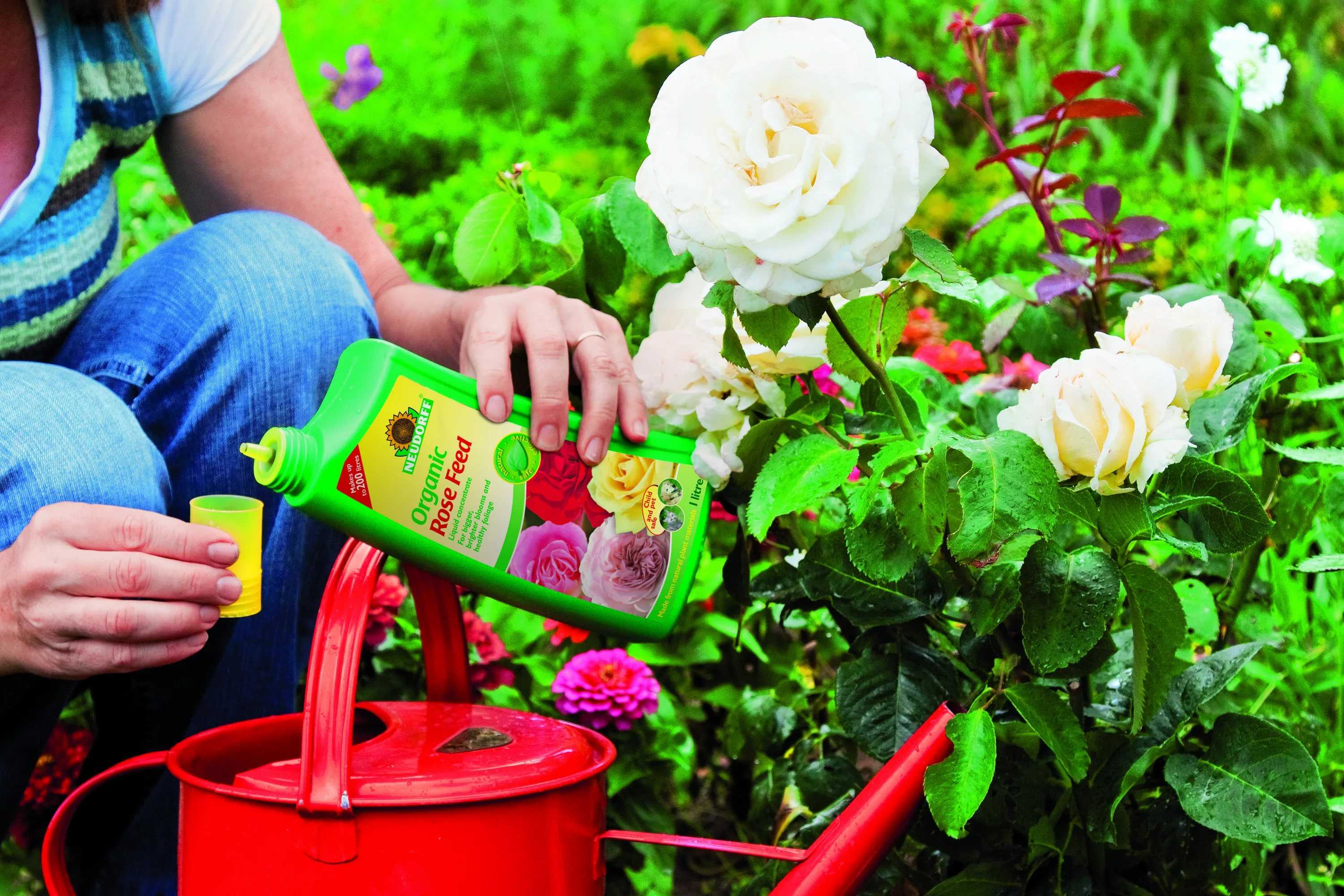 Как ухаживать за розами в конце лета в саду