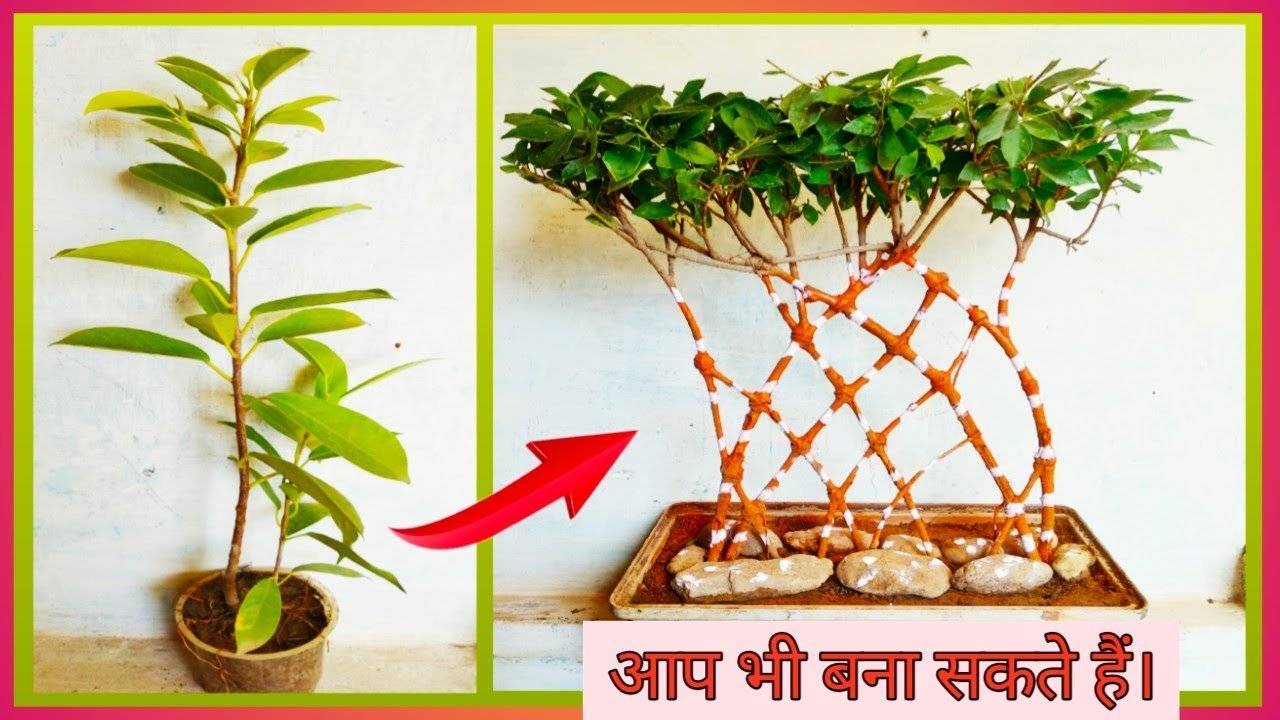 Фикус бенджамина: как вырастить красивое растение в домашних условиях