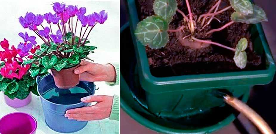 Уход в домашних условиях после покупки за цикламеном персидским и другими разновидностями этого цветка: правила содержания, когда и как его пересаживать?