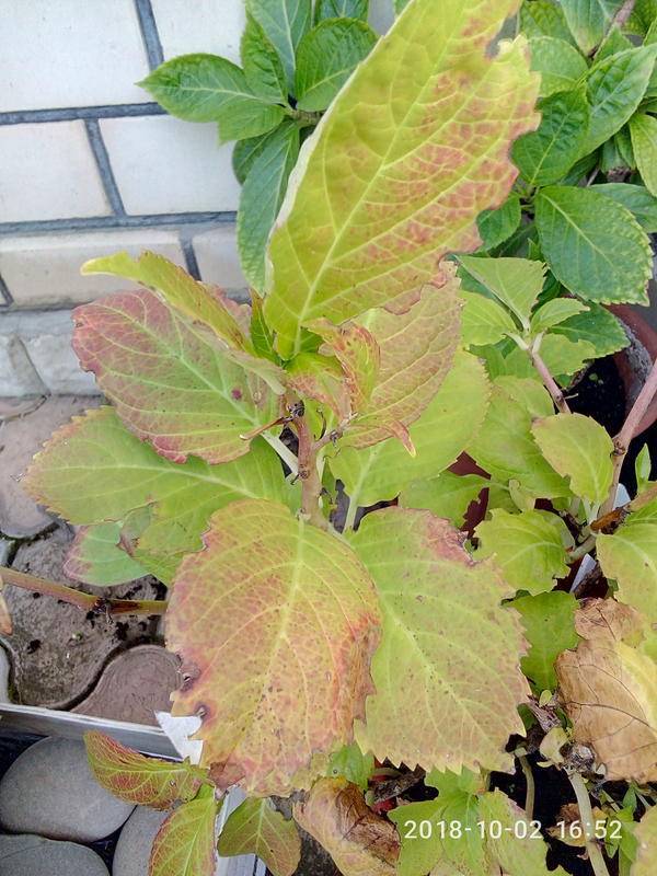 Почему краснеют листья у гортензии и что с этим делать?