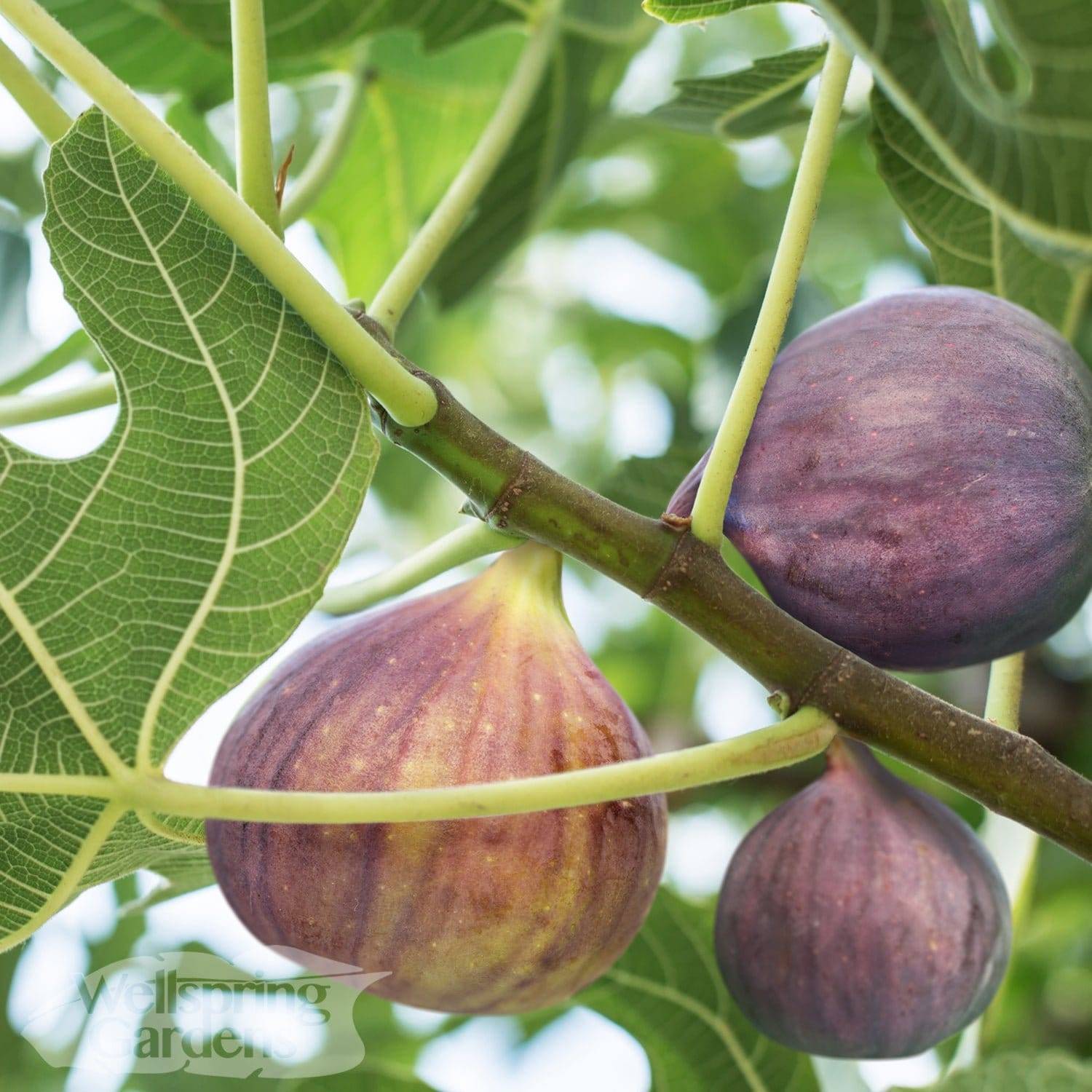 Инжир: описание сортов плодового дерева