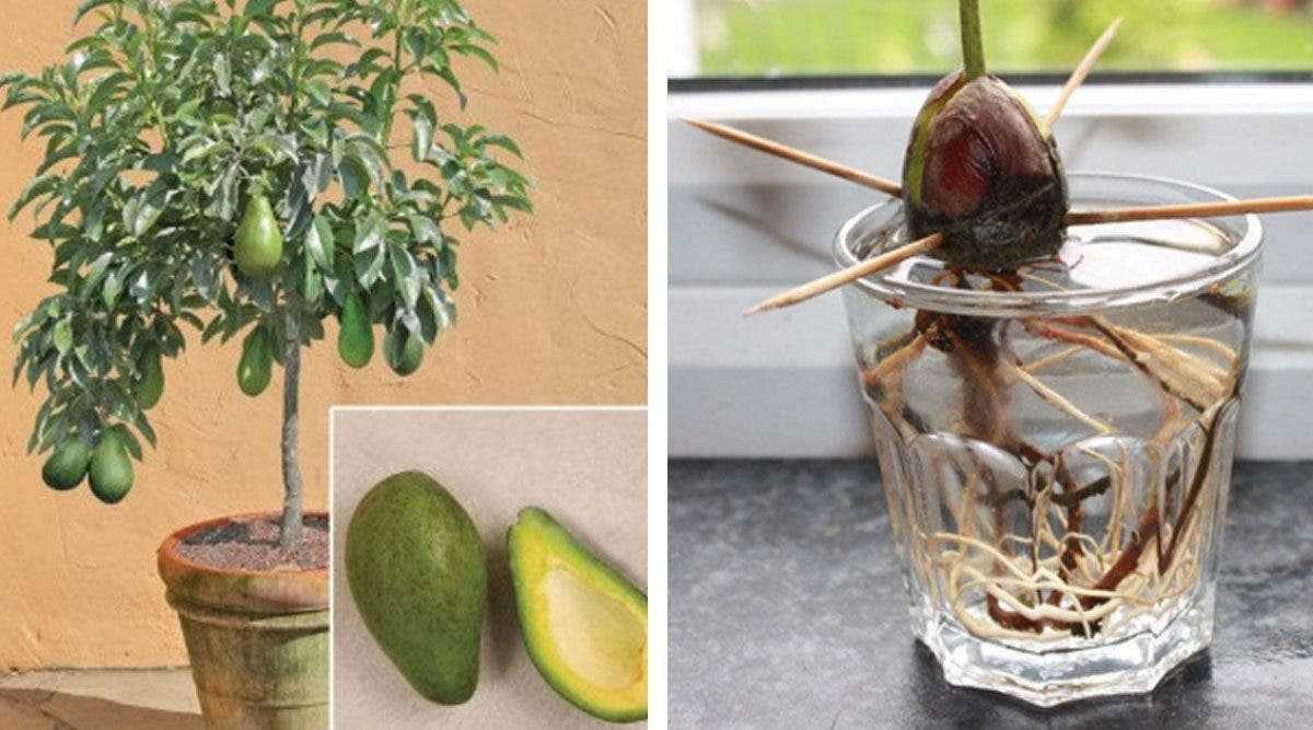 Как посадить косточку авокадо пошагово и подробно