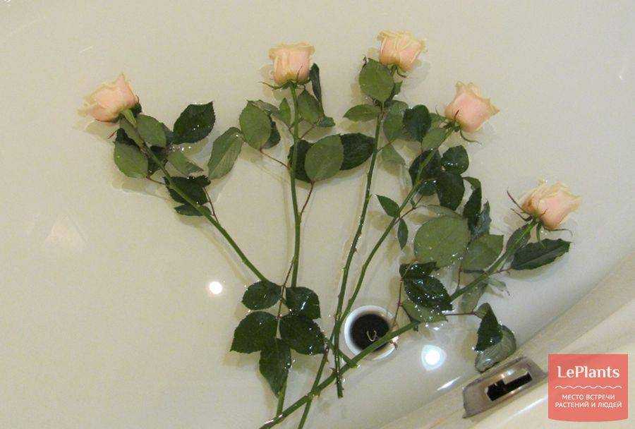 ✅ когда требуется реанимировать розы в вазе с водой и как спасти цветы, если они начали вянуть? - soft-for-pk.ru