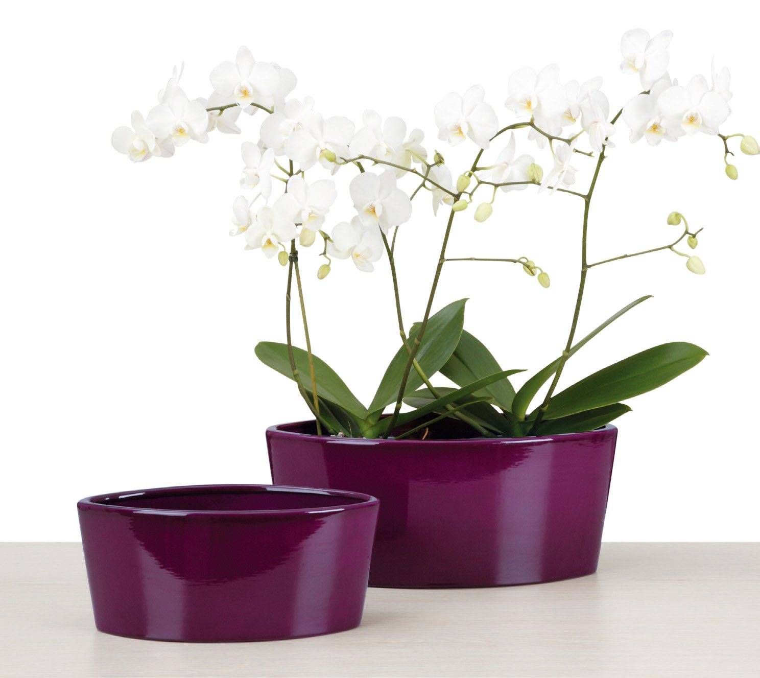 Горшок для орхидеи — какой лучше выбрать