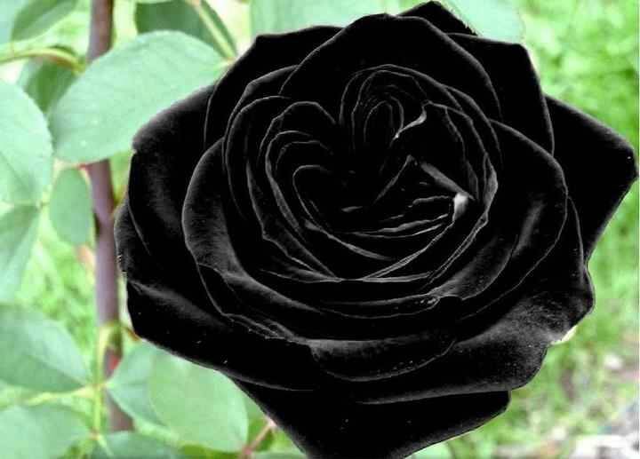 Роза черный принц: описание и уход