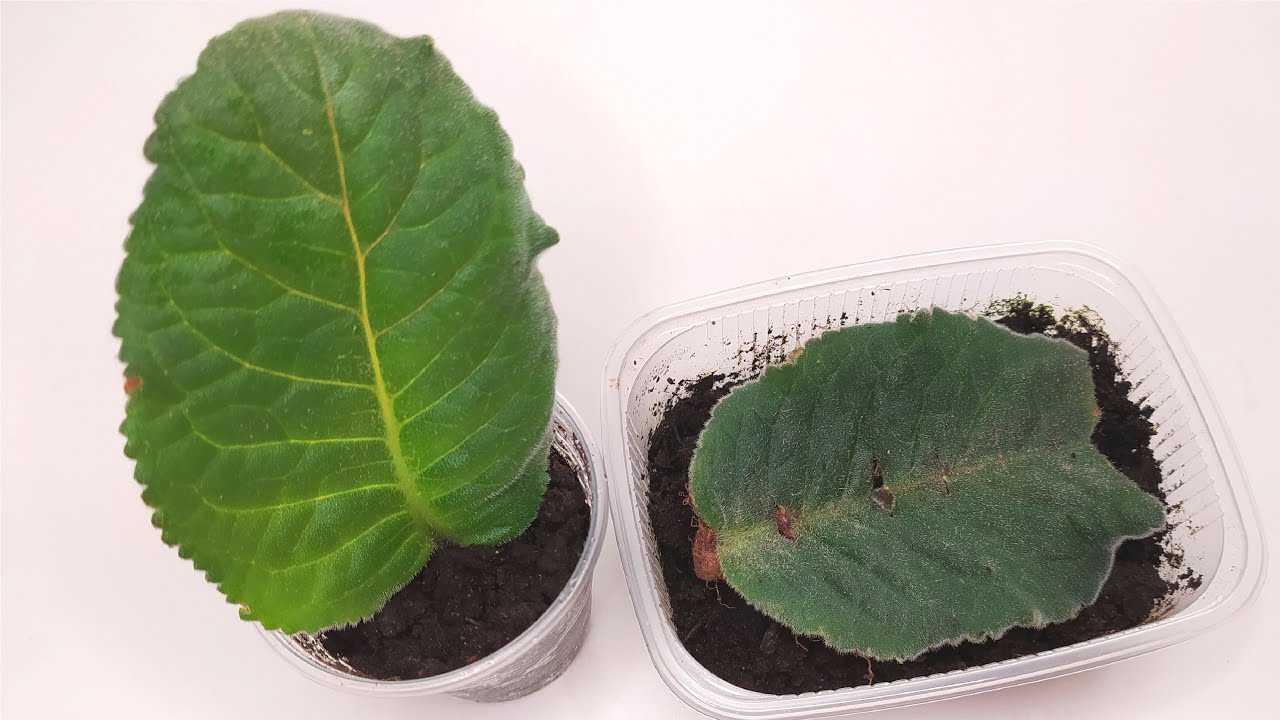Глоксиния: размножение листом в воде и в земле, когда появятся детки, фото