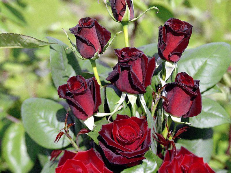 Английская роза принц. роза принц жардиньер. выбор грунта для посадки розы черный принц