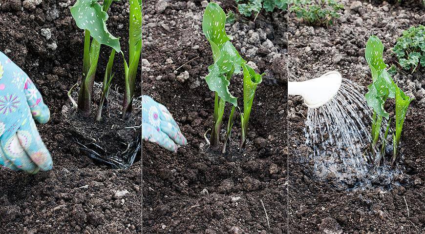 Посадка каллы в открытый грунт. выращивание каллы и уход в саду