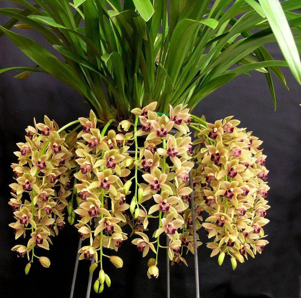 Цимбидиум: дивная орхидея родом из китая