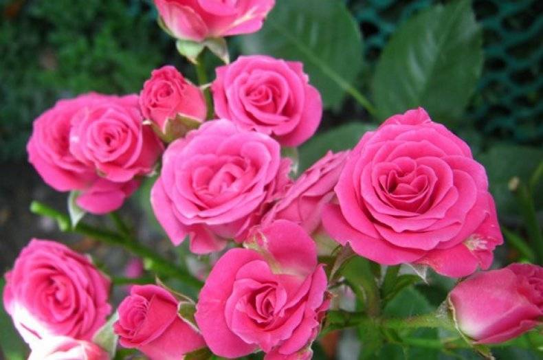 Роза лидия: фото, описание спрей розы
