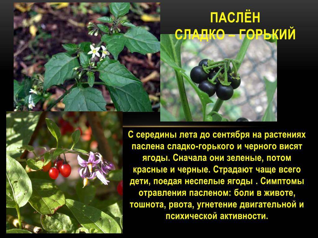Паслен черный – лекарственное растение — floraprice.ru
