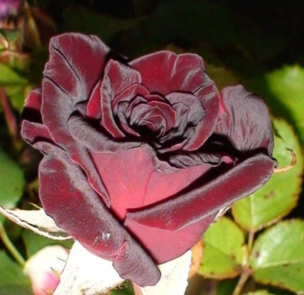 Роза черный принц (black prince): фото и описание, отзывы, выращивание кустового сорта