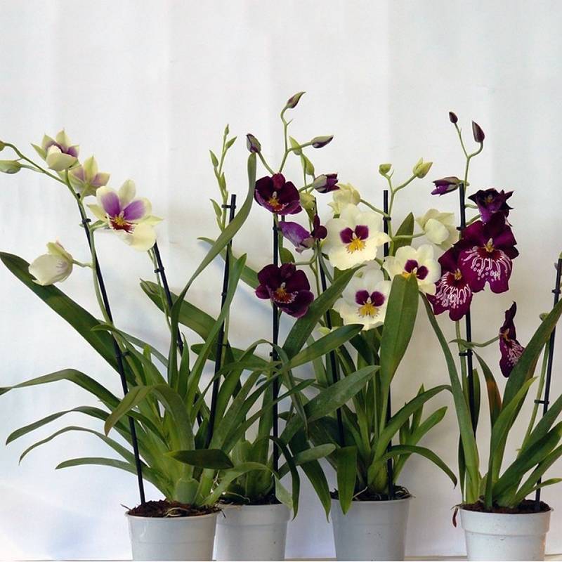 Орхидея мильтония: нюансы ухода за цветком в домашних условиях для начинающих + технология полива, подкормки, профилактики заболеваний