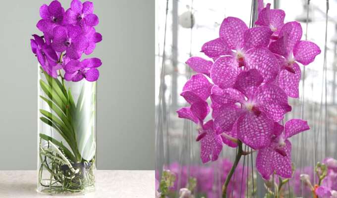 Красивое эпифитное растение из рода орхидей с именем ванда – описание и фото цветка, секреты ухода