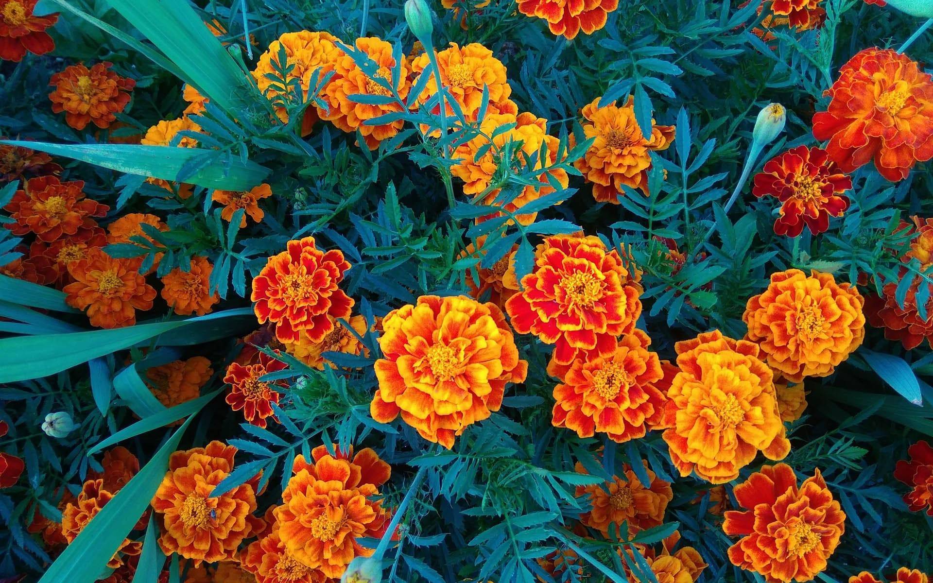 Как использовать бархатцы в ландшафтном дизайне: выращивание цветов и оформление клумб - 14 фото