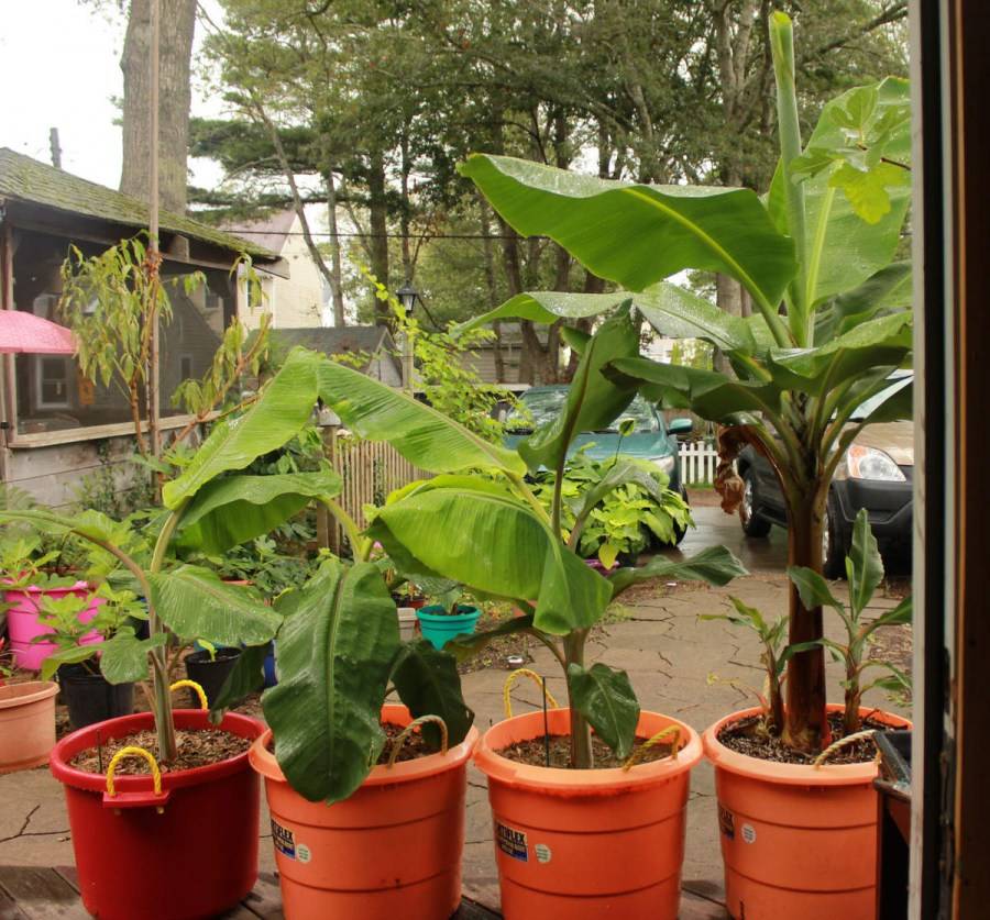 Как посадить банан в домашних условиях. видео — ботаничка