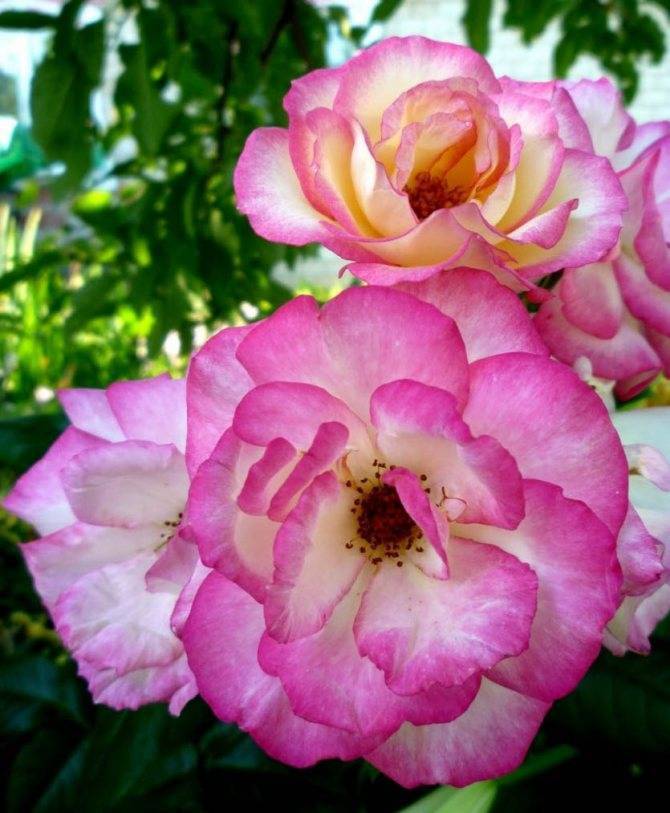Плетистая роза хендель: фото и описание, отзывы, посадка, уход, видео