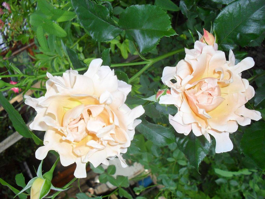 Сорт роз флорибунда раффлс дрим: как посадить и ухаживать за кружевным цветком