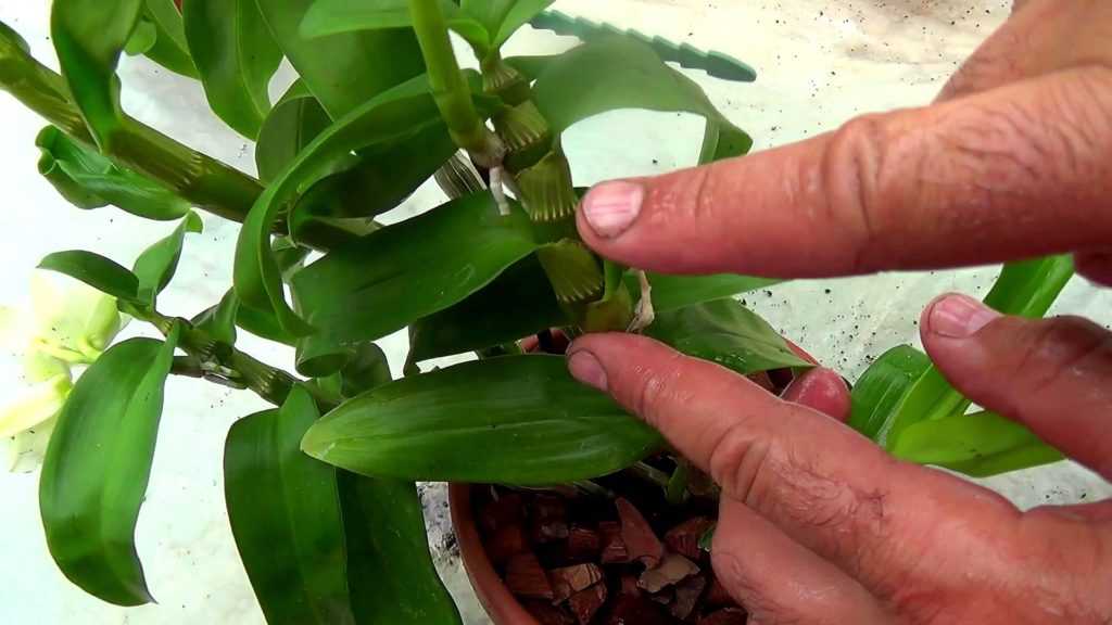 Если орхидея «ленится» — как заставить её цвести? 9 важных правил