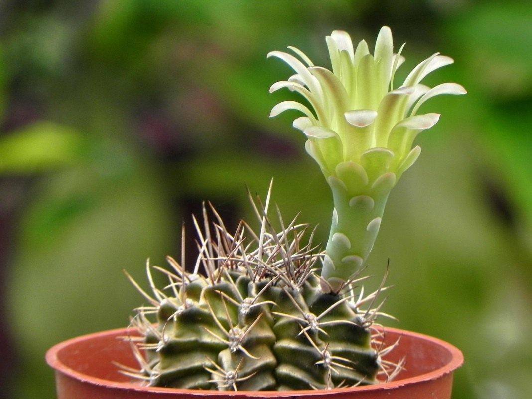Необычный кактус гимнокалициум: виды, размножение и уход в домашних условиях