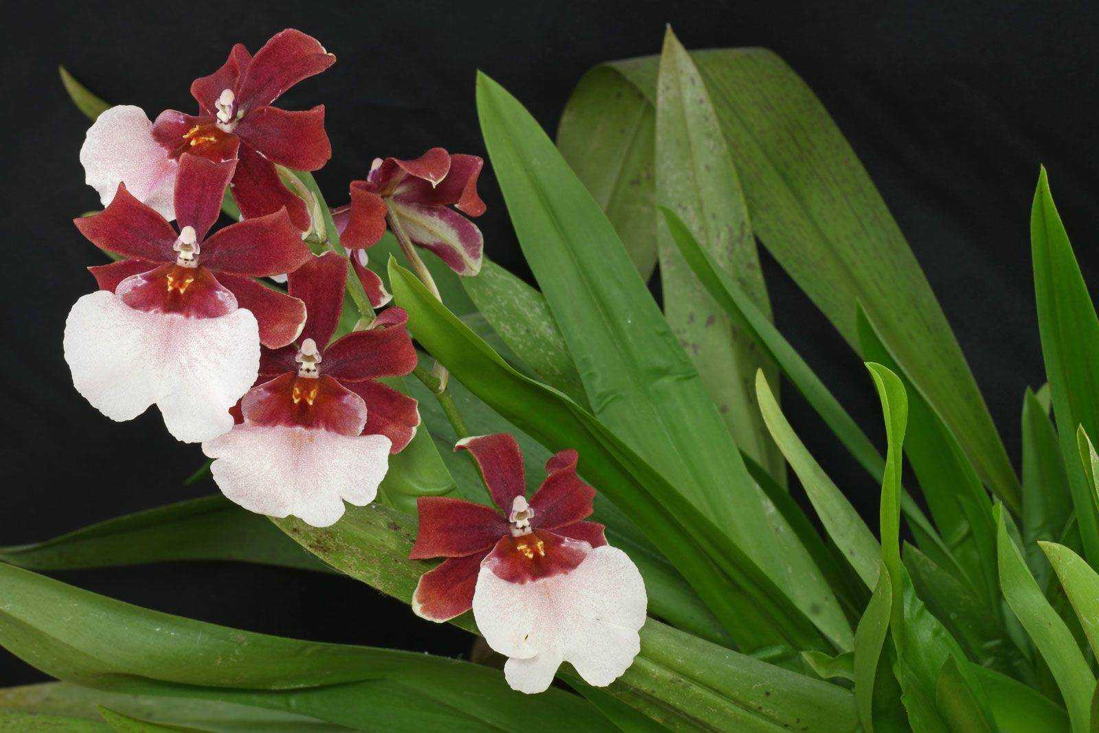 Орхидея камбрия (cambria): описание вида, подсорта с названиями и фото цветка, уход в домашних условиях, а также особенности пересадки и содержания во время болезней