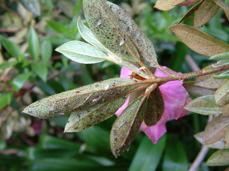 Болезни рододендронов: почему листья стали коричневыми