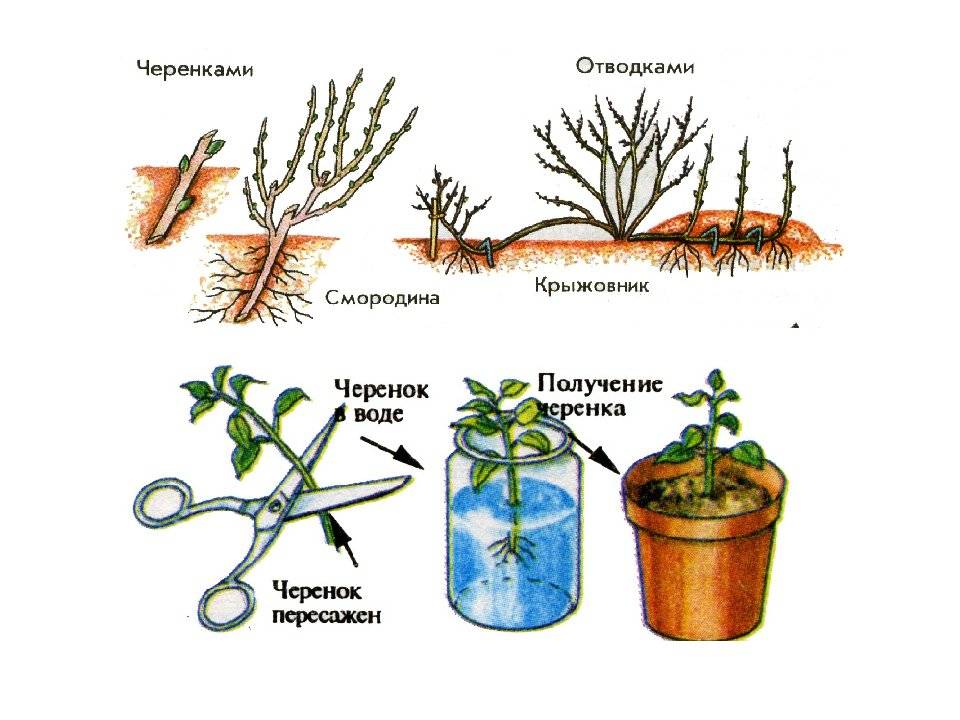 Размножение каланхоэ в домашних условиях: черенками, листом, как посадить отросток, укоренить воздушные корни