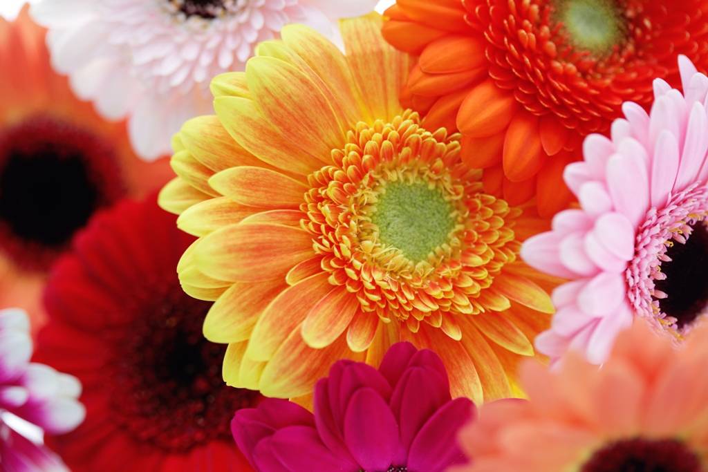 Цветок гербера: сорта и виды, уход и особенности пересадки
