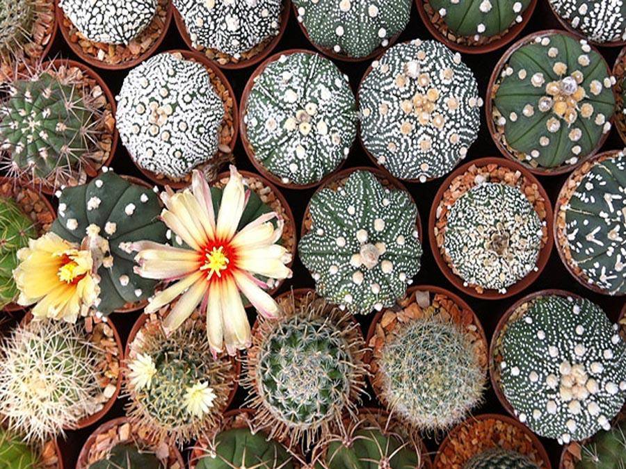 Виды кактусов - 23 самые популярные разновидности, которые можно дома выращивать