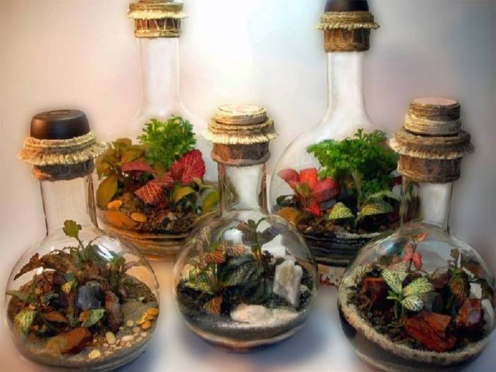 Флорариум, или экосистема — миниатюрный сад в бутылке. фото — ботаничка