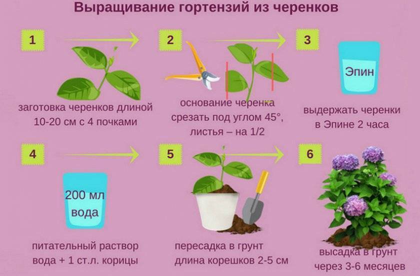 Какие цветы можно посадить на даче? неприхотливые цветы для клумбы - sadovnikam.ru