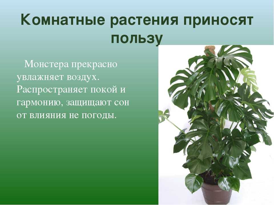 Монстера: описание, выращивание и уход за растением