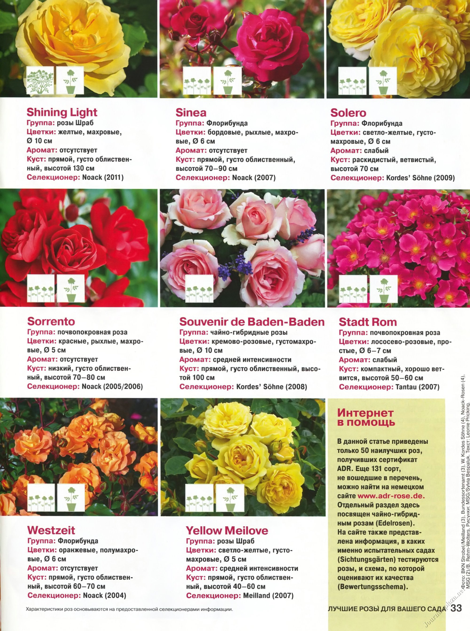 Роза абракадабра: фото, описание, сочетание плетистых сортов с другими растениями в саду, видео, отзывы