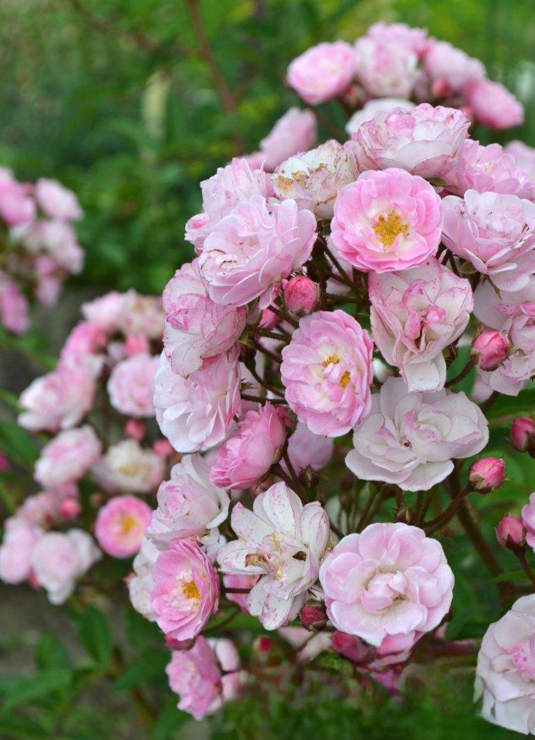 Роза хэвенли пинк (heavenly pink) — описание сорта