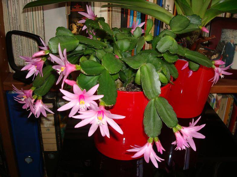 "рипсалидопсис" (пасхальный кактус): уход в домашних условиях, фото, виды цветка "rhipsalidopsis"