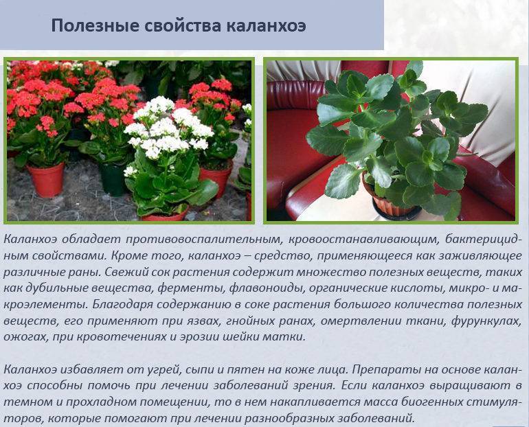 "цветущий доктор" каланхоэ: уход в домашних условиях - комнатные и садовые растения, уход за ними sad-doma.net