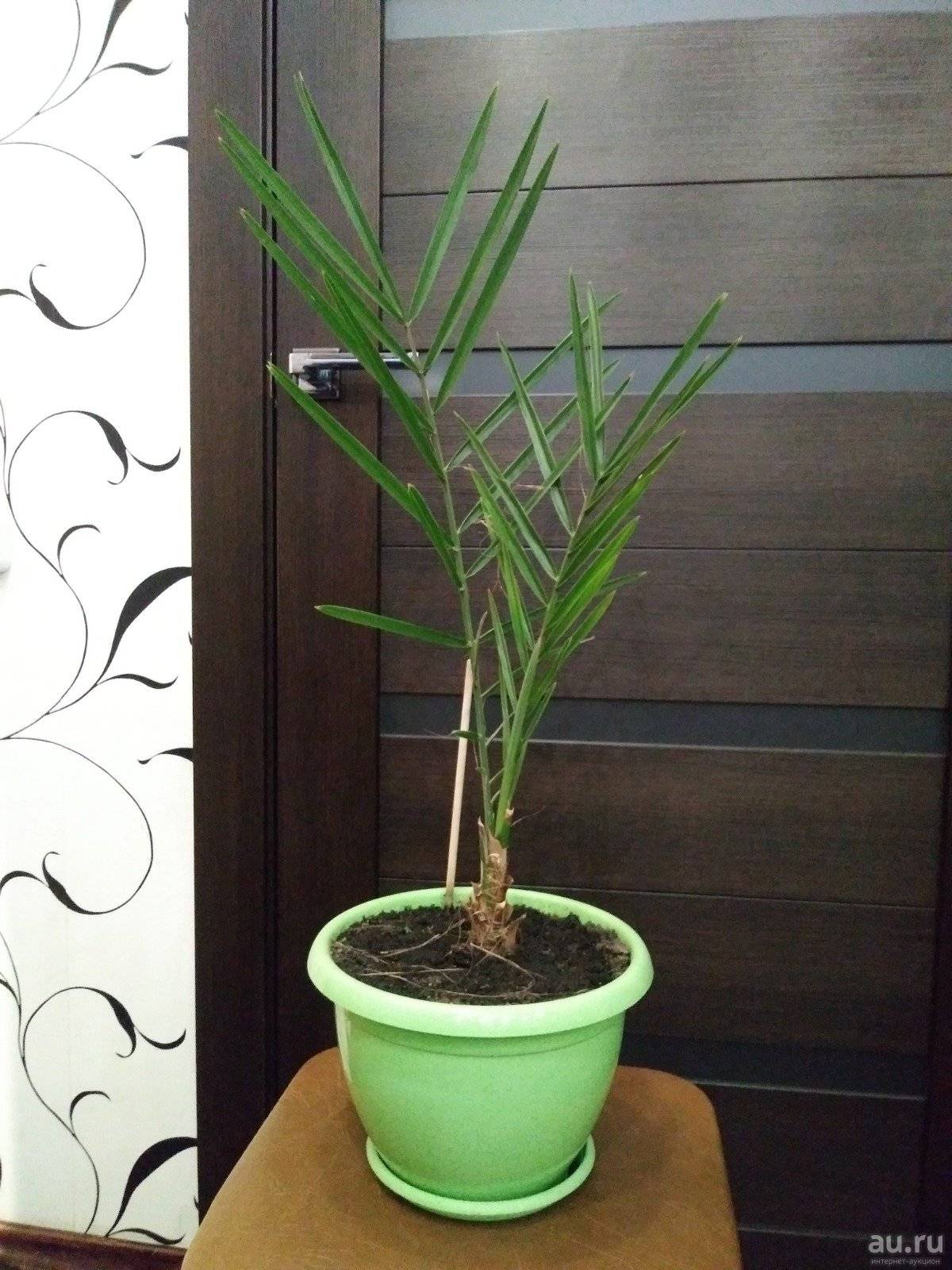 Финиковая пальма из косточки: уход в домашних условиях, фото