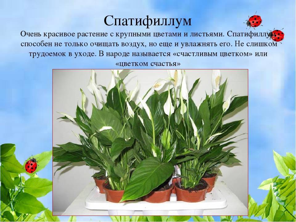 Характеристика неприхотливого растения — спатифиллума уоллиса. как размножать и ухаживать за цветком?