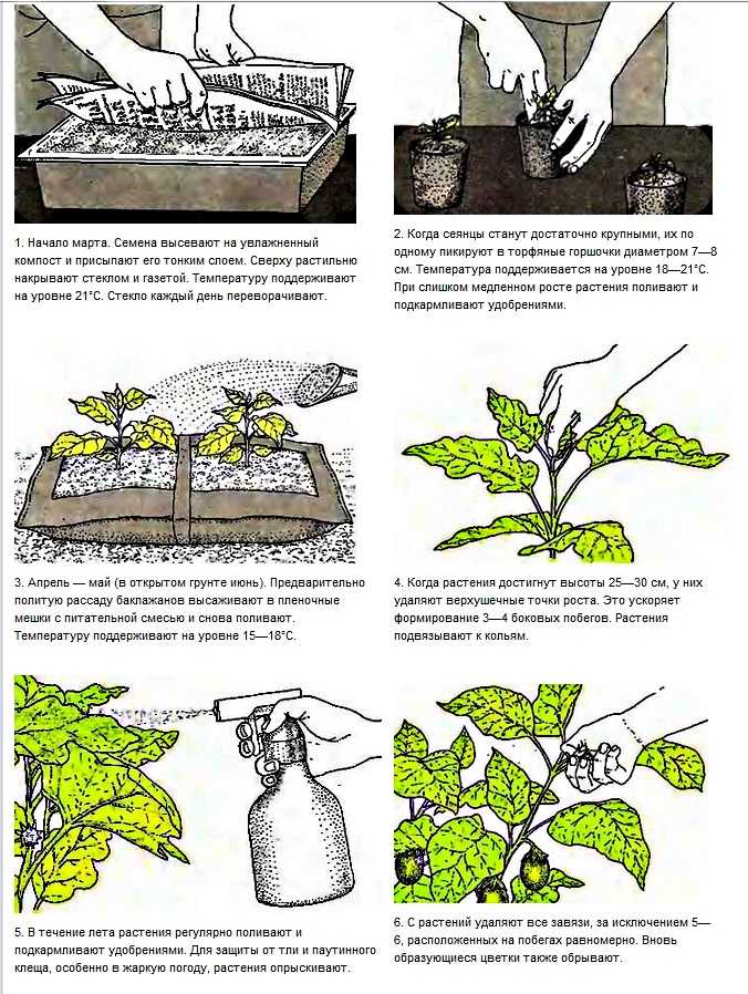 Очиток или седум видный: описание сорта, посадка и размножение черенками, уход и подготовка к зиме, фото