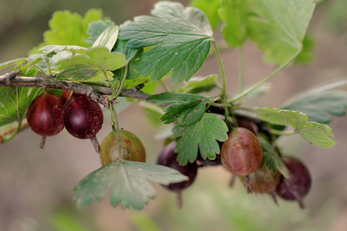 Крыжовник колобок — секреты выращивания кустарника