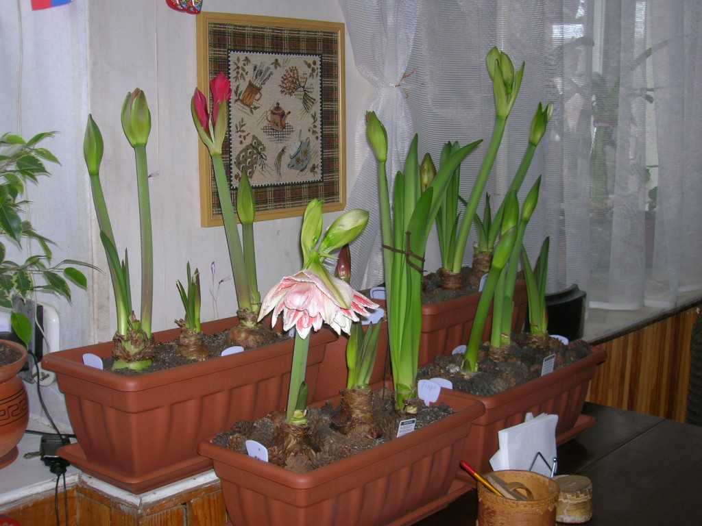 Почему гиппеаструм не цветет и что делать в домашних условиях?