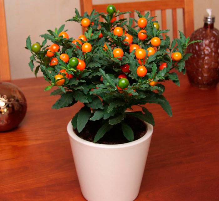 Цветок соланум паслен уход в домашних условиях декоративный помидор полезные свойства