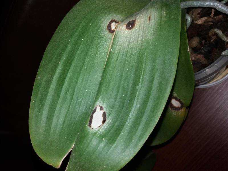 Почему появились черные и белые вредители в цветочных горшках, а также что делать, если в орхидее завелись мошки?