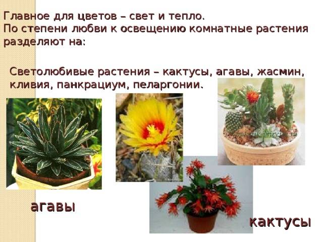 Цветы на солнечной стороне балкона: какие посадить южные растения на все лето с фото и названиями и как выбрать неприхотливые и устойчивые к жаре?