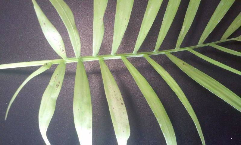 Почему сохнут листья у хамедореи. почему у хамедореи сохнут кончики листьев? освещение и температура