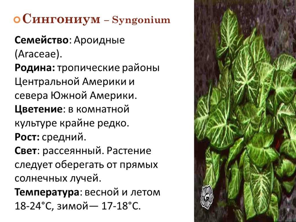 Сингониум syngonium