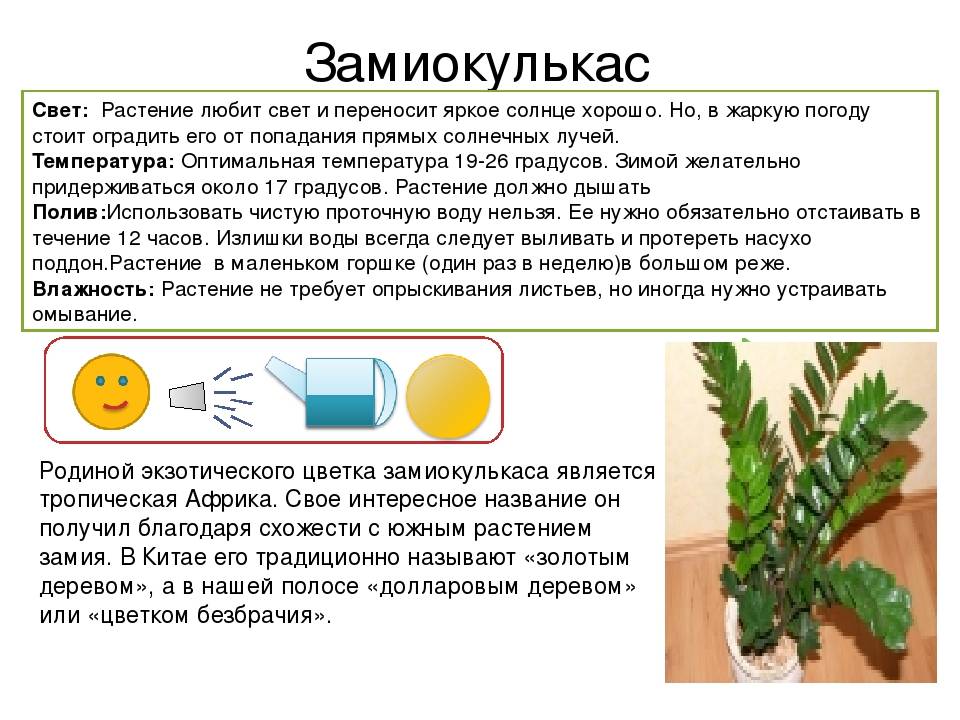 10 правил выращивания замиокулькаса в домашних условиях. условия и уход. фото — ботаничка