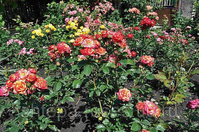 Розовые брызги или розы спрей: описание, сорта, посадка и уход | садоводство24