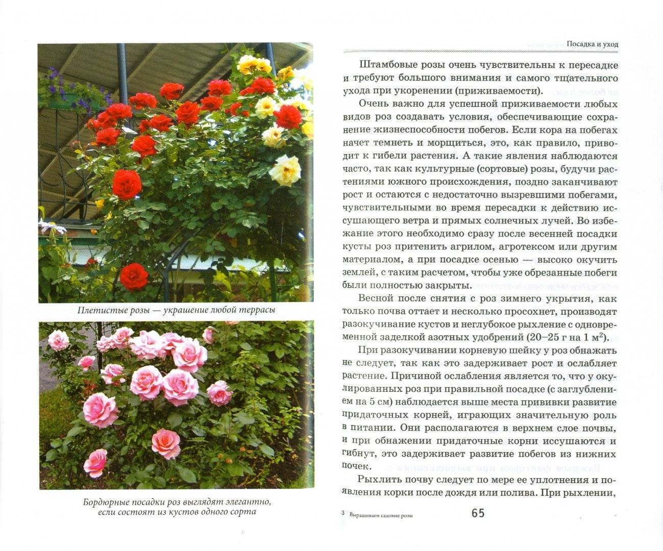 Парковые розы для подмосковья и средней полосы: виды, сорта, особенности выращивания