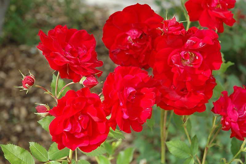 Канадская роза "аделаида худлесс" - описание сорта с фото - викироз - энциклопедия роз